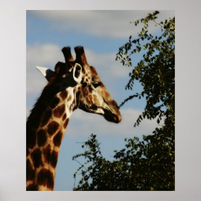 Giraffe posters, prints, images, pictures by Rowood