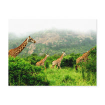 giraffe postkarte