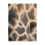 Giraffe Print Pattern Postcard
