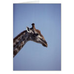 Giraffe Profile Cards