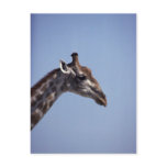 Giraffe Profile Postcards