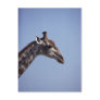 Giraffe Profile Postcards