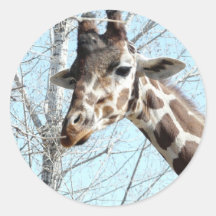 giraffe round stickers