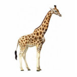 Giraffe Sculpture photo sculptures