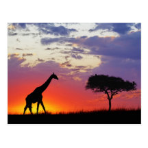 Giraffe silhouetted at sunrise, Giraffa Postcard