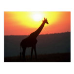 Giraffe - Silhouetted At Sunset Postcards