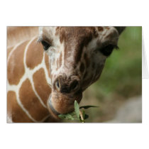 Giraffe Snack Greeting Card