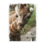 Giraffe Snack Postcard