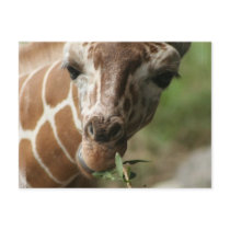 Giraffe Snack Postcard