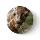 Giraffe Snack Round Pin