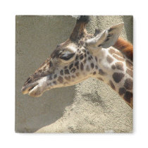 Giraffe Square Magnet