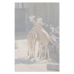 giraffe stationary stationery