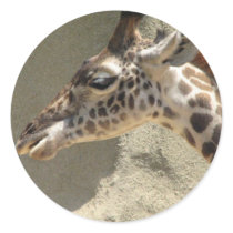 Giraffe Sticker