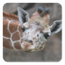 Giraffe  Sticker