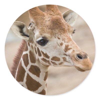 giraffe round sticker by jeanro