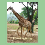 Giraffe thanksgiving postcard postcards