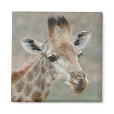 Giraffe Tongue Magnet by katdavis