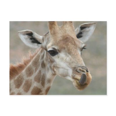 Giraffe Tongue Postcard by katdavis
