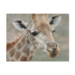 Giraffe Tongue Postcard