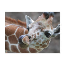 Giraffe Tongue Postcards