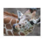 Giraffe Tongue Postcards