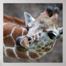 Giraffe Tongue Poster Print