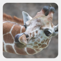 Giraffe Tongue Stickers