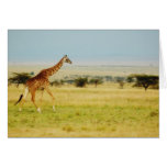 Giraffe walking Masai Mara Plains, Kenya card