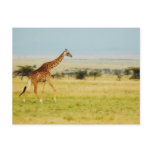 Giraffe walking Masai Mara Plains Kenya postcard