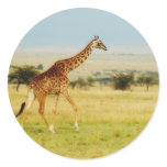 Giraffe walking Masai Mara Plains, Kenya sticker