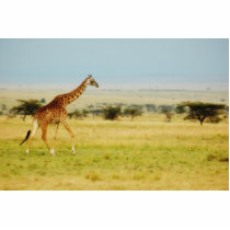 Giraffe walking Masai Mara plains, photo sculpture