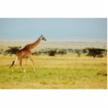 Giraffe walking Masai Mara plains, photo sculpture photo sculptures