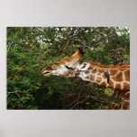 Giraffe wall hangings & pictures posters