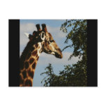 Giraffe wildlife safari postcards