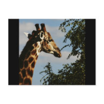 Giraffe wildlife safari postcards