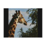 Giraffe wildlife safari postcards