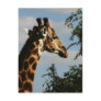 Giraffe wildlife safari postcards