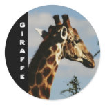 Giraffe wildlife safari stickers