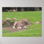 giraffes 001 canvas posters