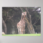 giraffes 003 canvas posters