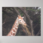 giraffes 004 canvas poster