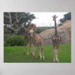 giraffes 006 canvas print