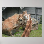 giraffes 008 canvas posters