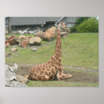 giraffes 010 canvas posters