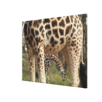 Giraffes 4 canvas prints