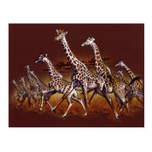 Giraffes-A-Running Post Cards