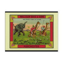 Giraffes and Elephant Post Card