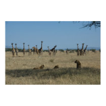 Giraffes and Lions posters