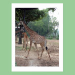 giraffes and trees postcards