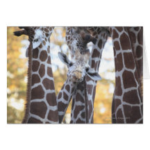 Giraffes at Tama Zoo, Tama Zoo, Tokyo Greeting Cards